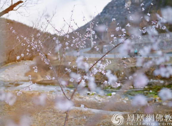 一日禅：淡中有真香