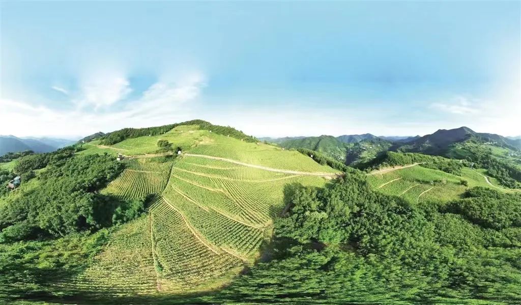 生态早阳迈步走向“产业大镇”